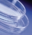 Petri-dishes 90 x 15.7 mm w/o. tappets, PS, IRR sterile, pack of 500
